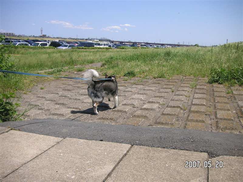 里親会 / 新入りさん_d0046821_14544280.jpg