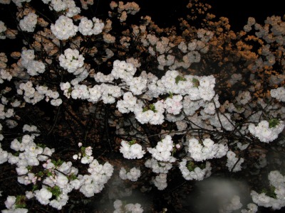 一才桜と山桜 _d0088332_1671170.jpg