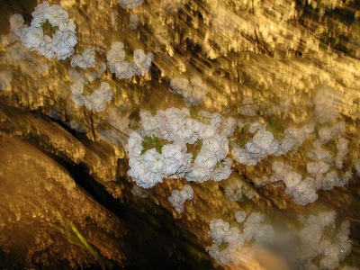 一才桜と山桜 _d0088332_1675060.jpg