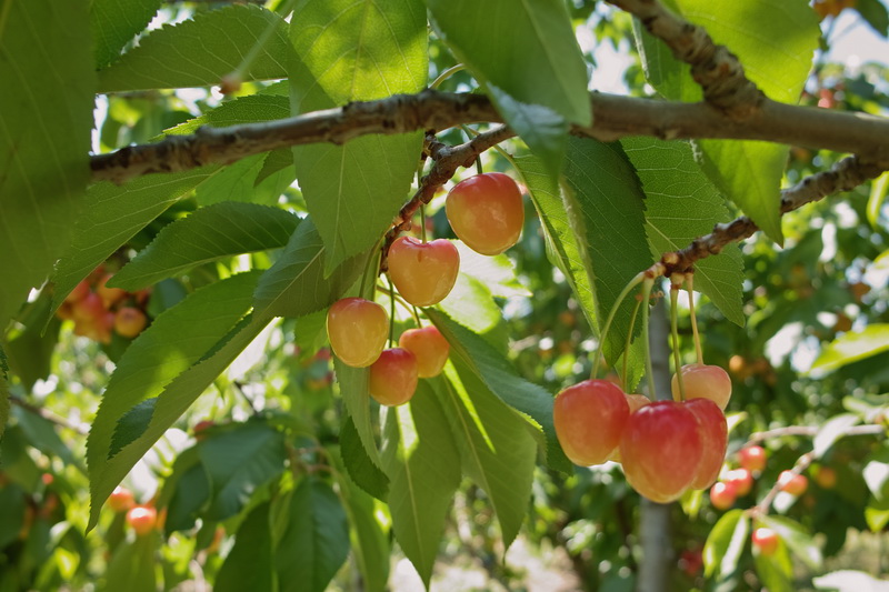 Cherry Pick_d0122841_1185666.jpg