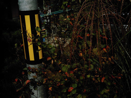 under pola*digi world #006_d0140099_1014822.jpg