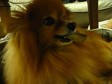 シューッ 有り?無し?_d0014690_22162166.jpg