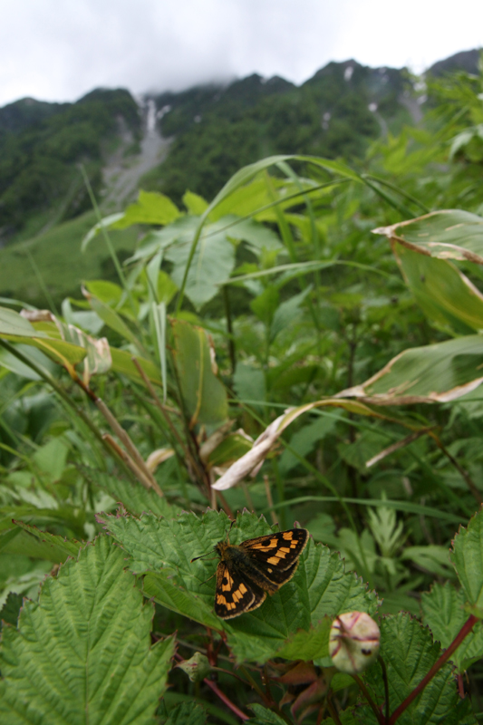 高山蝶始めました② タカネキマダラセセリ_d0054625_23232815.jpg