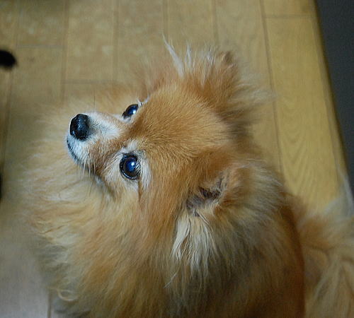 TOFU SWEET_d0014690_21282311.jpg