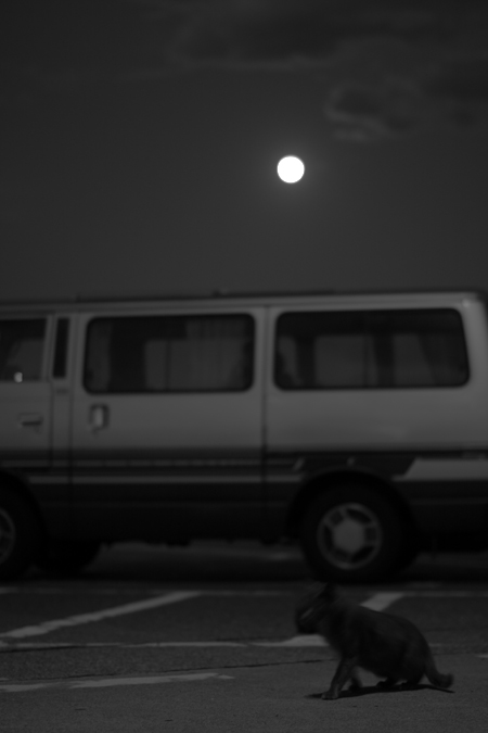 子猫と満月 (akimoto)_b0157751_1822326.jpg