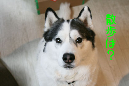 ♪ 散歩は~~? ♪_c0161772_20454086.jpg