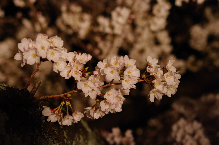 夜桜 ~清水寺~_f0152550_22574254.jpg