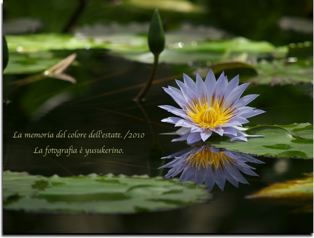 睡蓮_f0203643_981537.jpg