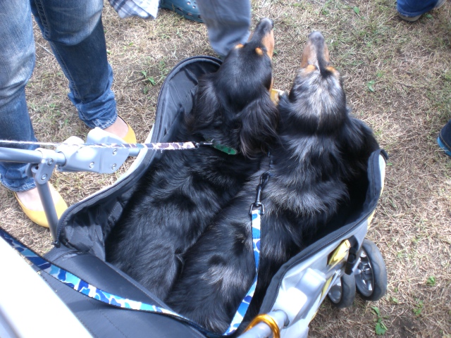 湘南いぬ親会_d0139036_14412560.jpg