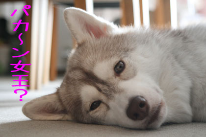 ♪ パットの毛を切る時も? ♪_c0161772_2132111.jpg