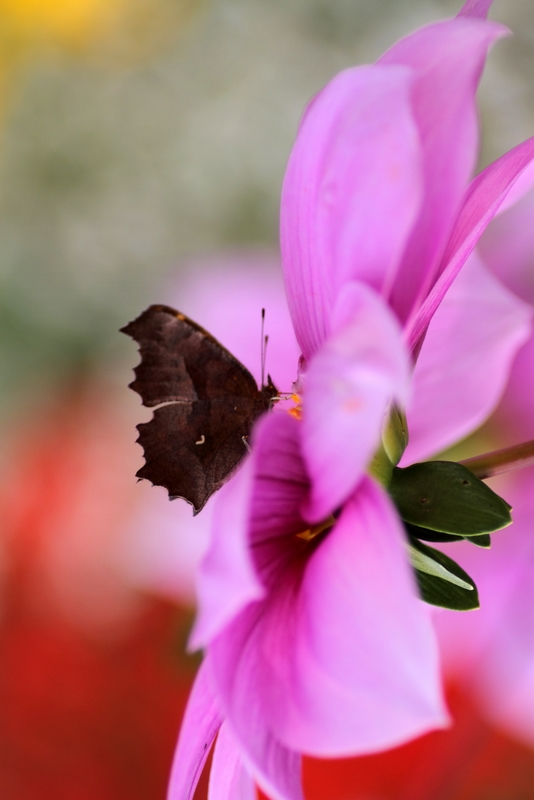 140mmマクロの文化園 (秋編) ①_b0138101_2153662.jpg