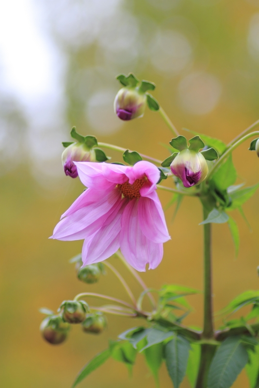 140mmマクロの文化園 (秋編) ①_b0138101_21618.jpg