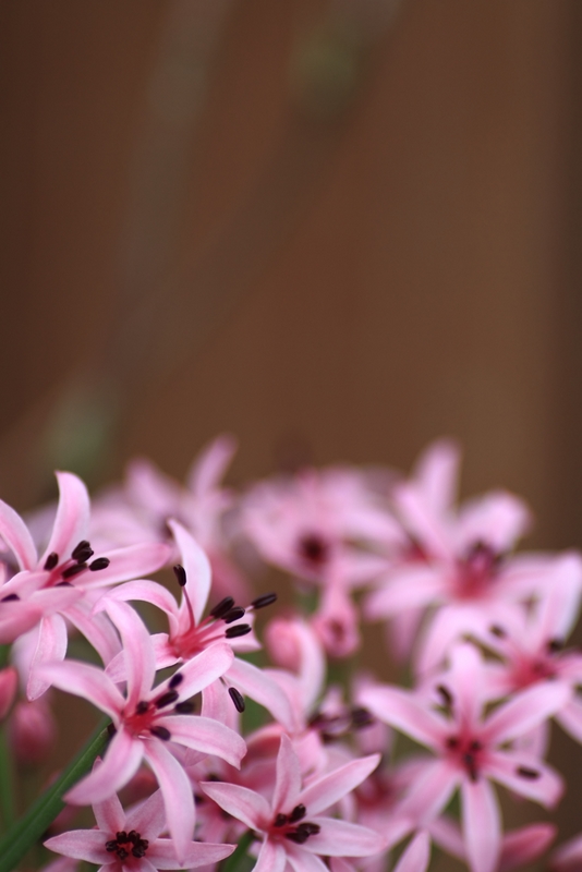 140mmマクロの文化園 (秋編) ①_b0138101_216216.jpg