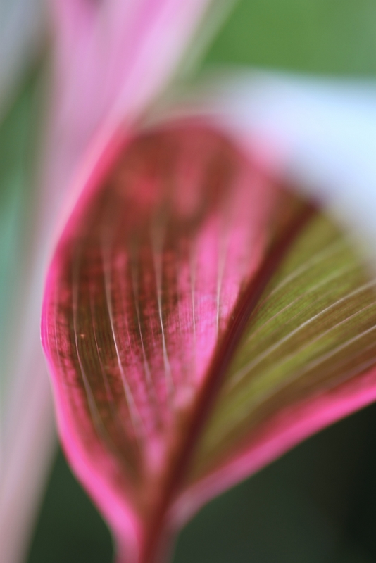 140mmマクロの文化園 (秋編) ①_b0138101_2163540.jpg