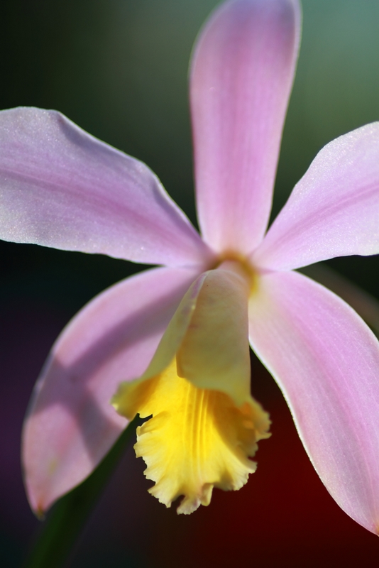 140mmマクロの文化園 (秋編) ①_b0138101_2164341.jpg