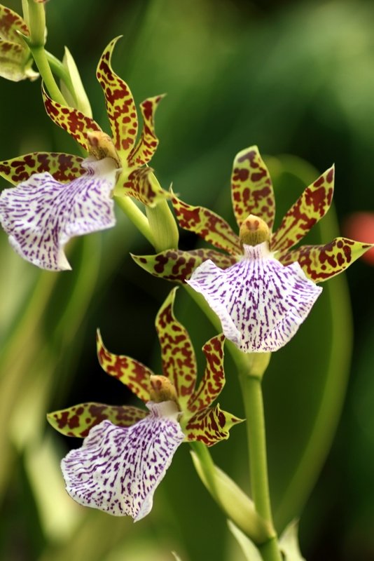 140mmマクロの文化園 (秋編) ①_b0138101_2165196.jpg