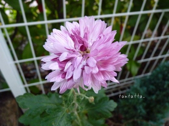 2011年 新年の幕開け。。。_d0173057_2221401.jpg