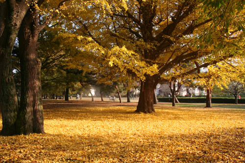 晩秋の公園散策&楽しいイベントもいっぱい!_a0003259_1114394.jpg