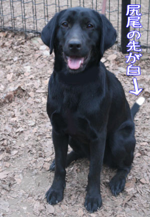 ♪ おもちゃ・おもちゃ ♪_c0161772_234885.jpg