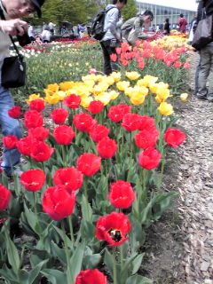 チューリップフェア_e0231562_12581585.jpg