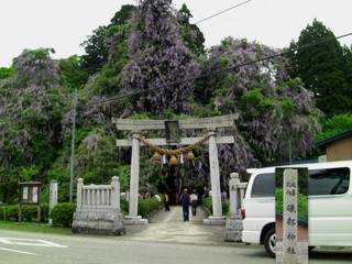 氷見 礒部神社の藤_e0231545_203347.jpg