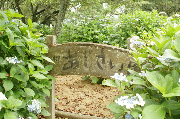 西脇 西林寺・都麻乃郷アジサイ園_b0173224_17253117.jpg