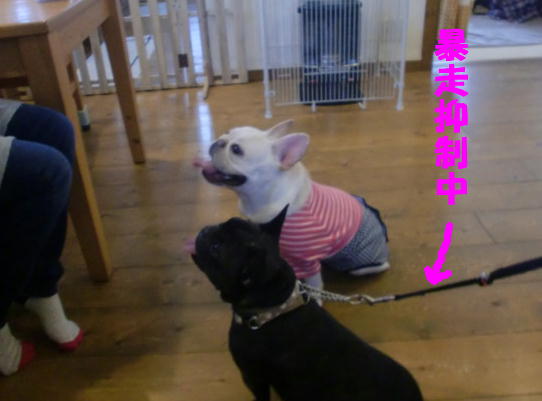 いらっさぁ~い♪ _b0182763_23365182.jpg