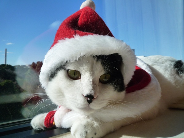 Merry Christmas!_d0057701_11143774.jpg