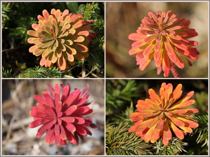 ☆ ハギクソウ ☆_f0181173_20302289.jpg