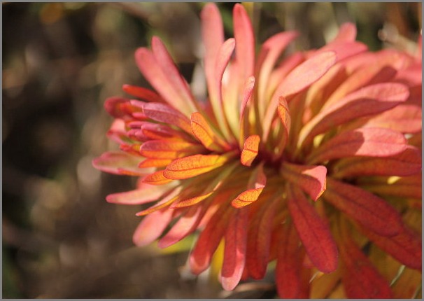 ☆ ハギクソウ ☆_f0181173_20311085.jpg