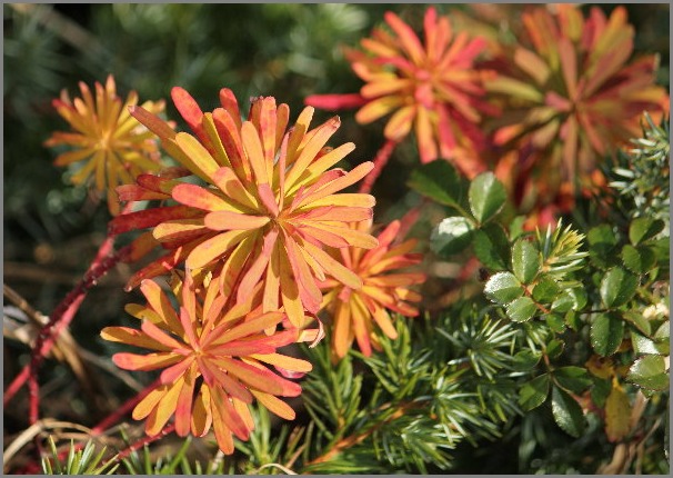 ☆ ハギクソウ ☆_f0181173_20313374.jpg