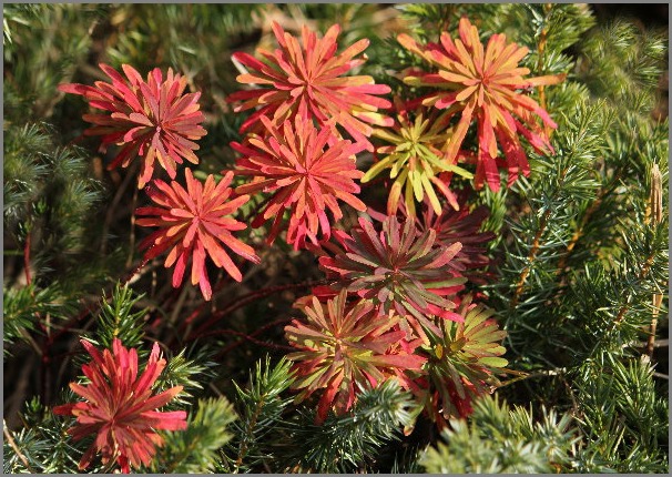 ☆ ハギクソウ ☆_f0181173_20315052.jpg