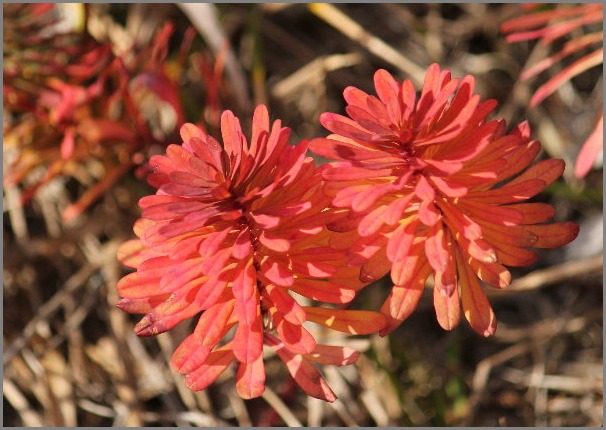 ☆ ハギクソウ ☆_f0181173_20321011.jpg