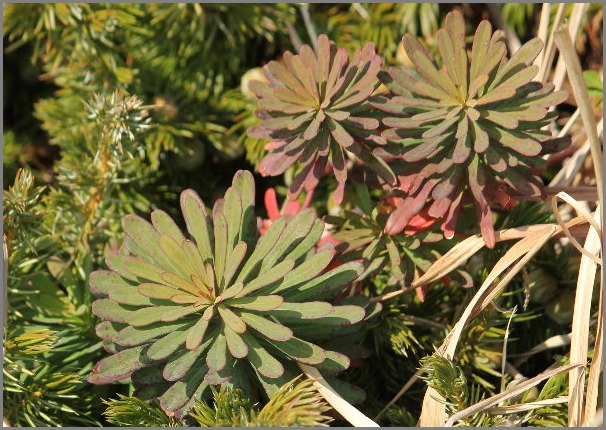 ☆ ハギクソウ ☆_f0181173_20322724.jpg