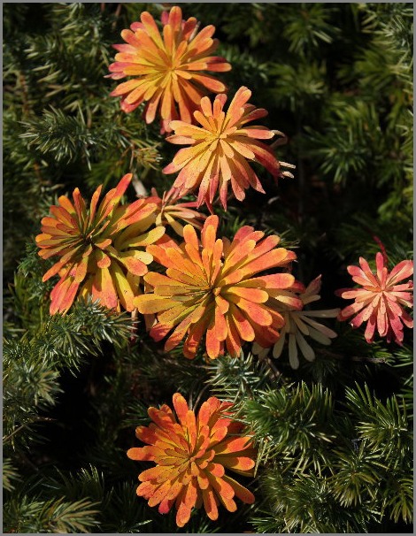 ☆ ハギクソウ ☆_f0181173_20325091.jpg