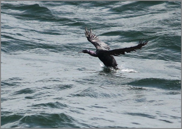 ☆ ハギクソウ ☆_f0181173_20412766.jpg