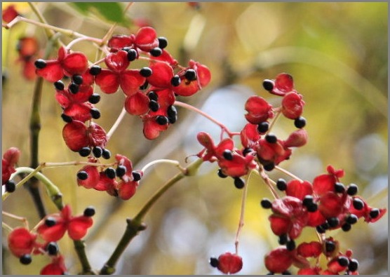 ☆ ハギクソウ ☆_f0181173_2164340.jpg