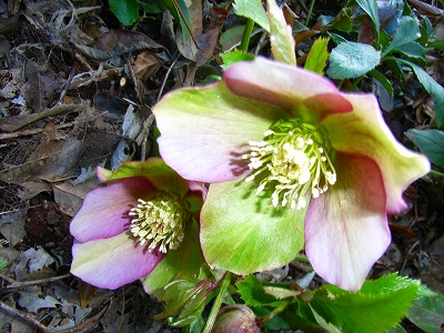 冬の花 クリスマスローズ_c0065633_14485972.jpg