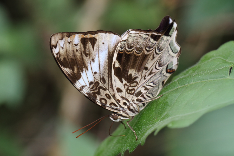 ルリオビヤイロタテハ (2012年3月27日)_a0094850_9292426.jpg