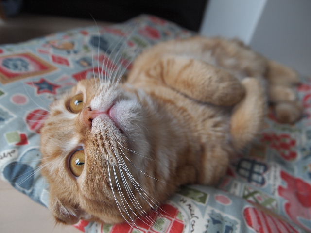 どこでも(サラ 2300g)_e0003270_2229826.jpg