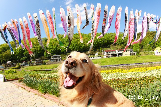 # 笑う犬たち。_b0181125_18271244.jpg