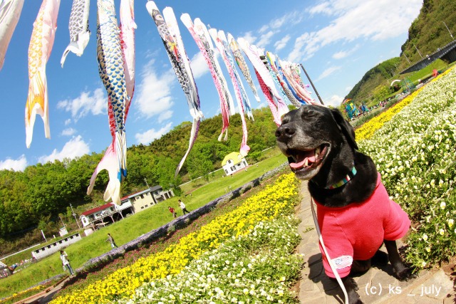 # 笑う犬たち。_b0181125_1827254.jpg