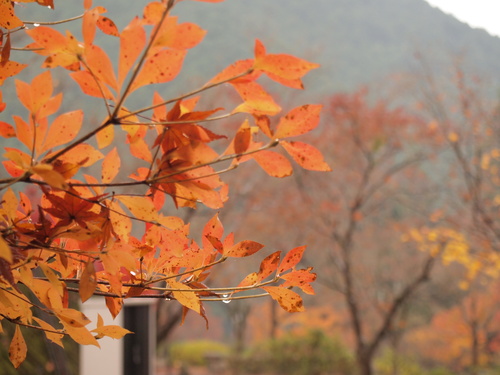 2012年紅葉・・・丹波_a0114469_22313333.jpg