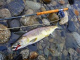 荒川サーモン2012_e0105589_23402485.jpg