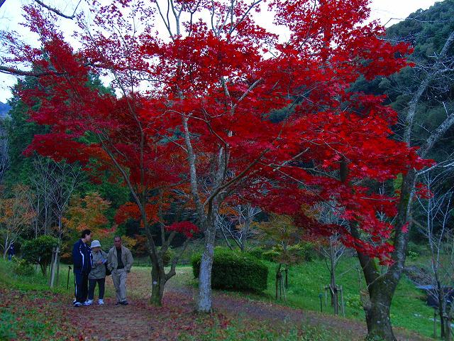 九年庵の紅葉は綺麗でした_c0065633_21355639.jpg