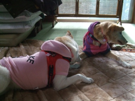 日菜乃お届け 続き_d0183577_19394657.jpg