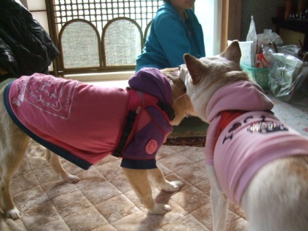 日菜乃お届け 続き_d0183577_19402521.jpg