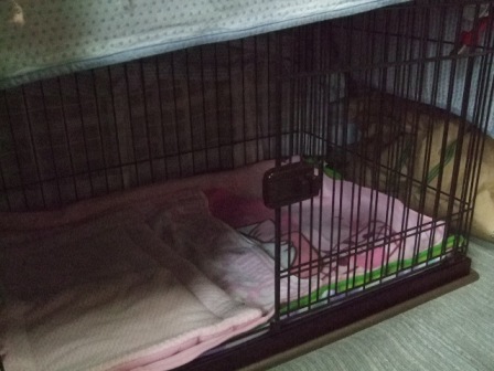 日菜乃お届け 続き_d0183577_19475752.jpg