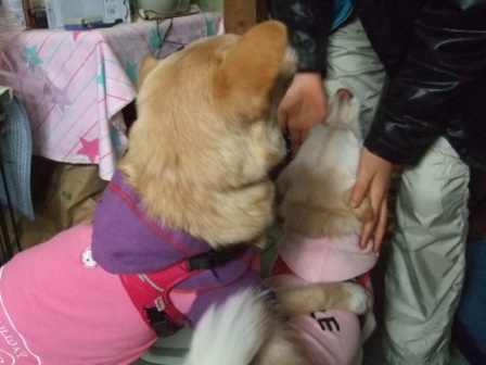 日菜乃お届け 続き_d0183577_19484013.jpg