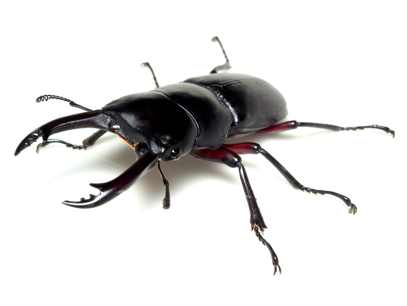 アカアシクワガタ_b0130166_20152498.jpg